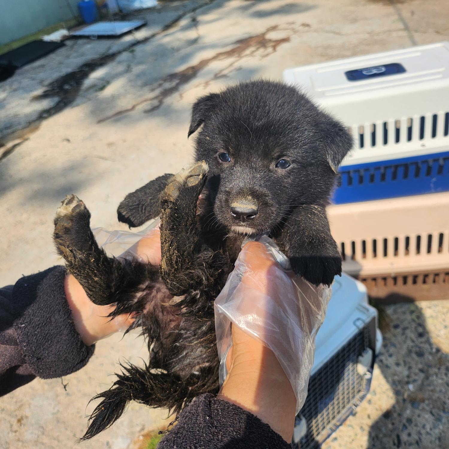 울산유기동물보호센터_431373202300609